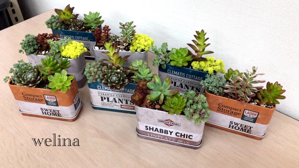 講習会より＊多肉ちゃんの寄せ植えオリジナルで可愛いですよね♪