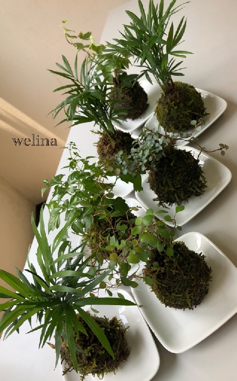 講習会＊苔玉ちゃん可愛い♡